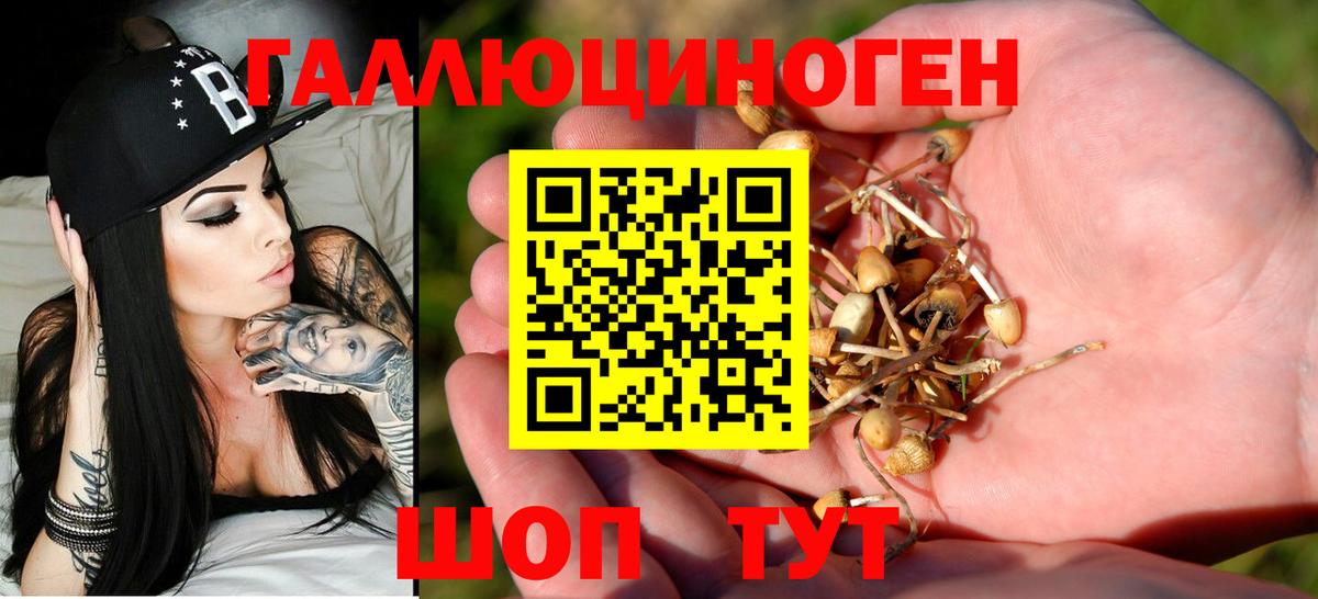 Псилоцибиновые грибы Psilocybe Чернушка